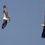 12SB6060 Bald Eagle Chasing Osprey with Fish